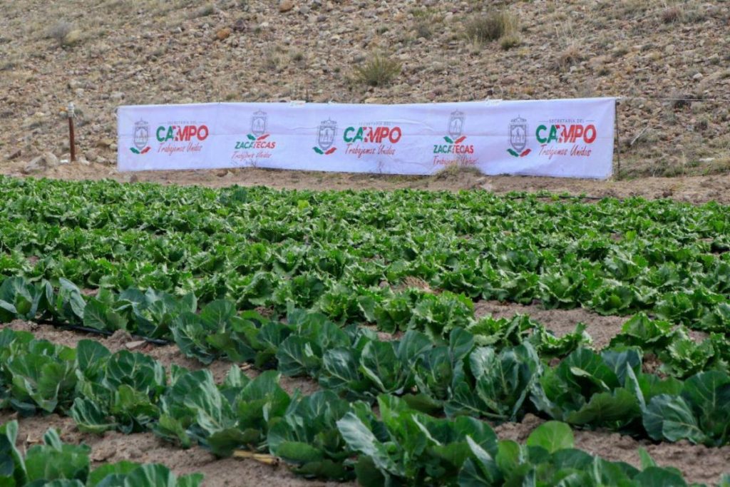 implementan la agricultura autosustentable y orgánica