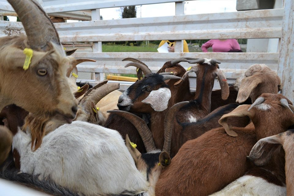 ZACATECAS, PRIMER LUGAR EN PRODUCCIÓN DE CABRITO