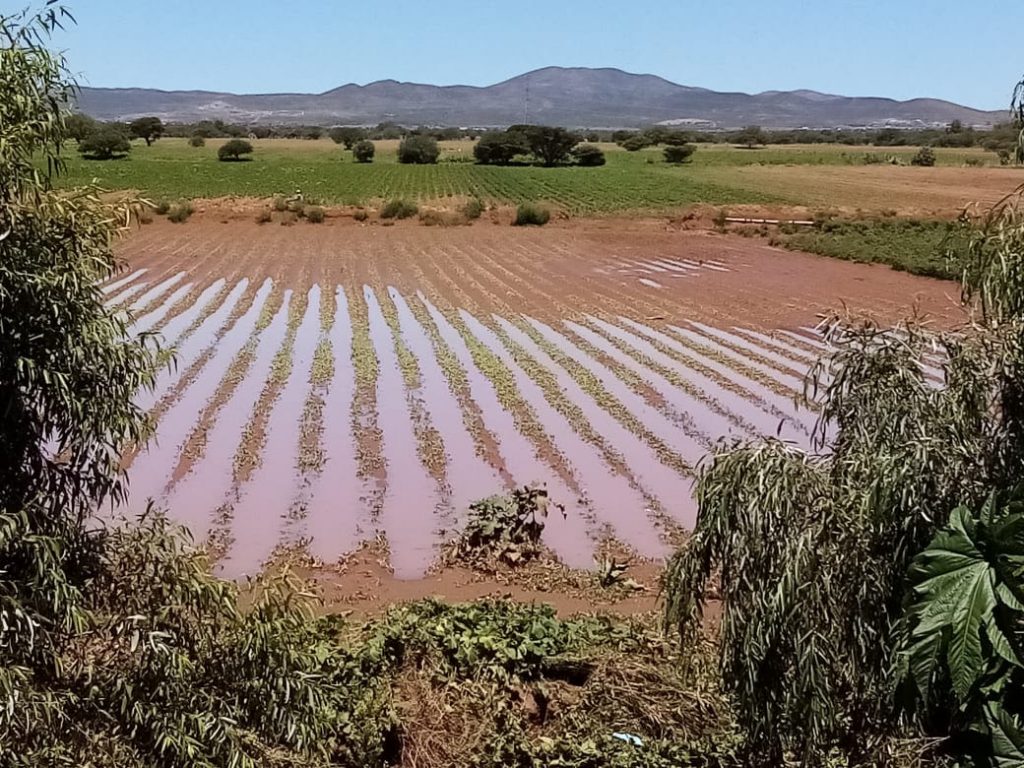 Las fuertes lluvias afectaron 40 hectáreas de 14 productores